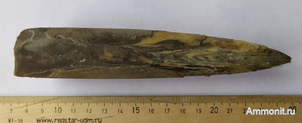 белемниты, Cylindroteuthis, Переборы