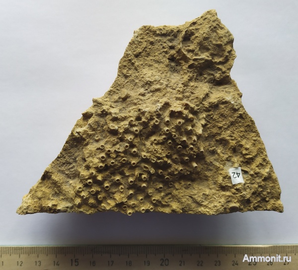 кораллы, Гжель, Aulopora