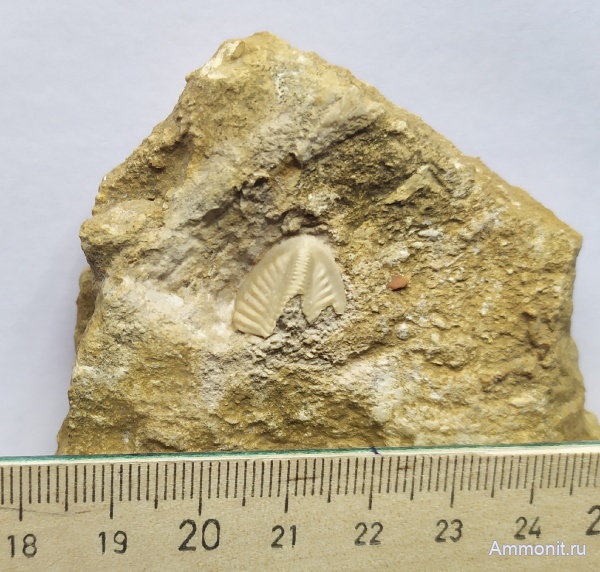 трилобиты, Гжель, Ditomopyge, Proetidae