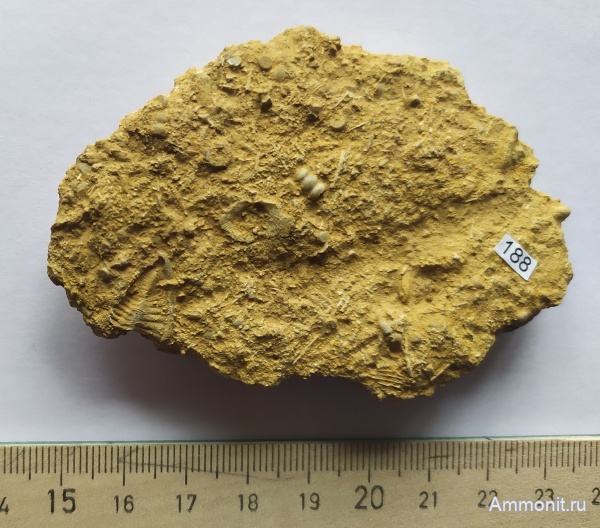 трилобиты, Гжель, Ditomopyge, Proetidae