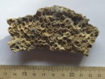 Коралл Petalaxis