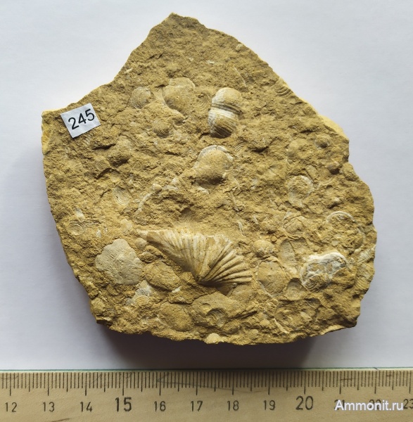 брахиоподы, гжельский ярус, Русавкино, Brachythyrina, Kozlowskia