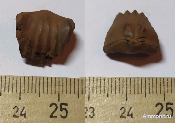 брахиоподы, юра, Ivanoviella, Переборы