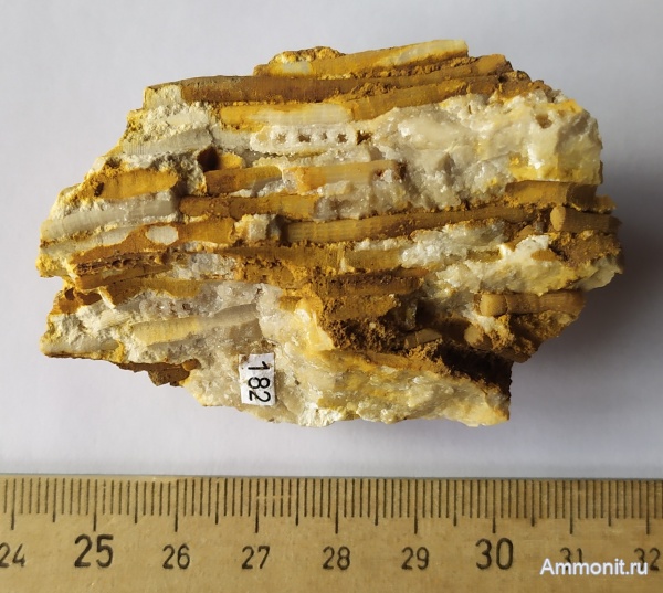 кораллы, Спартак, Diphyphyllum