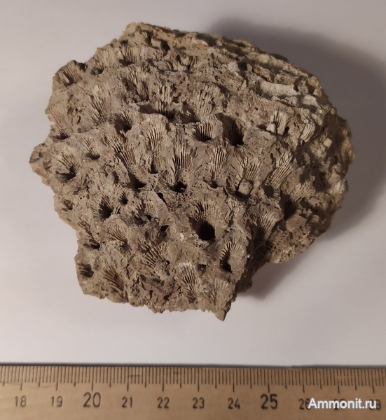 карбон, кораллы, Михайлов, Corwenia