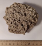 Коралл Corwenia