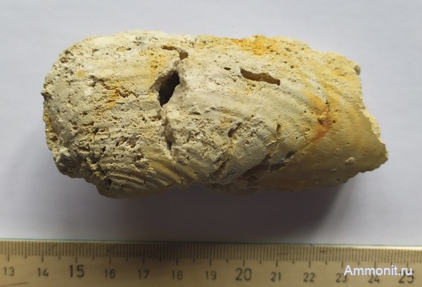 Гжель, гжельский ярус, двустворчатые моллюски, Wilkingia