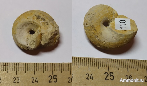 Гжель, гжельский ярус, брюхоногие моллюски