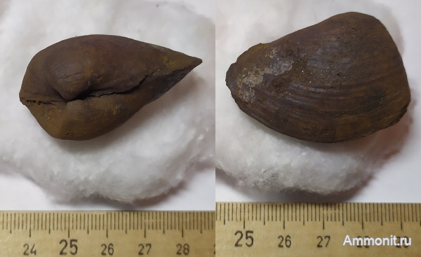 юра, двустворчатые моллюски, Спартак, Pleuromya