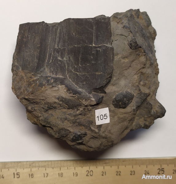 юра, р. Шмелевка, окаменевшее дерево