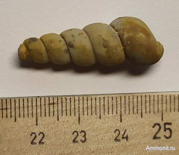 гастроподы, юра, Никитино