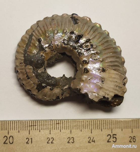 аммониты, юра, Kosmoceras