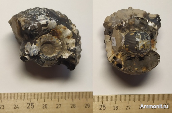 аммониты, юра, Михайлов, Erymnoceras