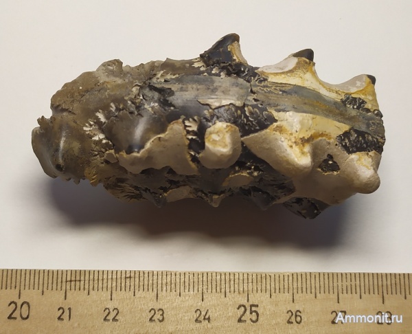 аммониты, юра, Михайлов, Euaspidoceras