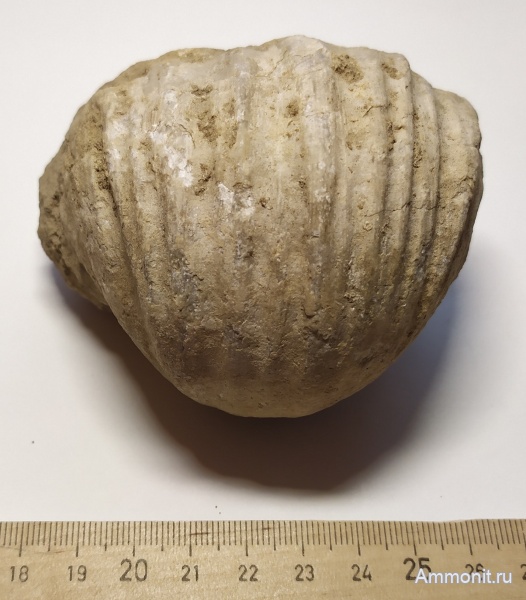 брахиоподы, карбон, Михайлов, Gigantoproductus