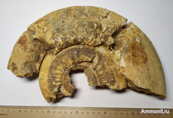 аммониты, юра, келловей, Никитино, Homoeoplanulites difficilis