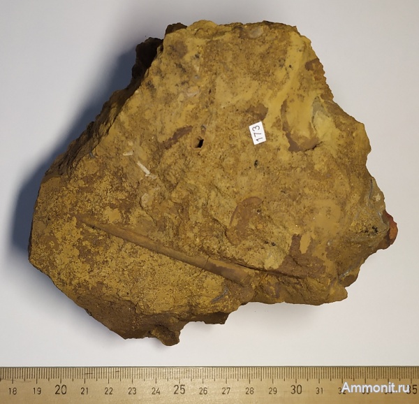 юра, лопатоногие моллюски, Laevidentalium, карьер Спартак