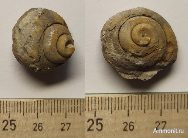 гастроподы, карбон, Soleniscus, Пирочи, московский ярус