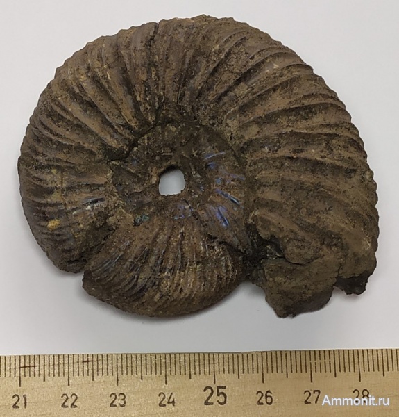 аммониты, юра, волжский ярус, Virgatites virgatus, Лопатино