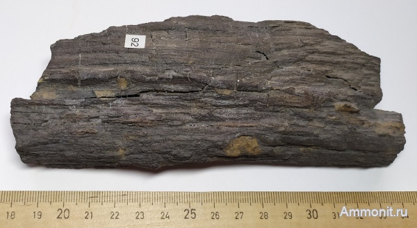 юра, окаменевшее дерево, Никитино