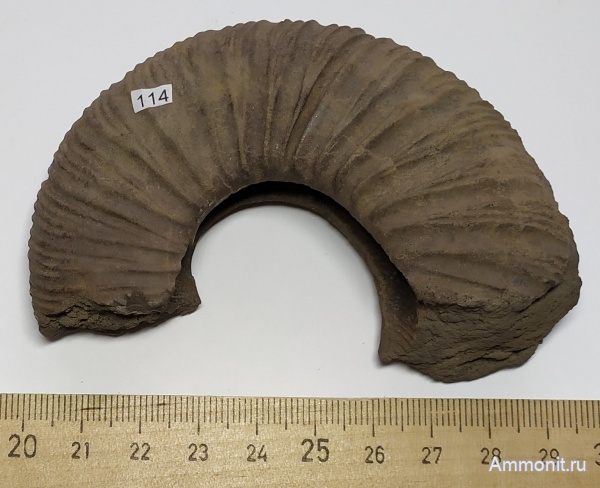 аммониты, юра, волжский ярус, Virgatites virgatus, Лопатино