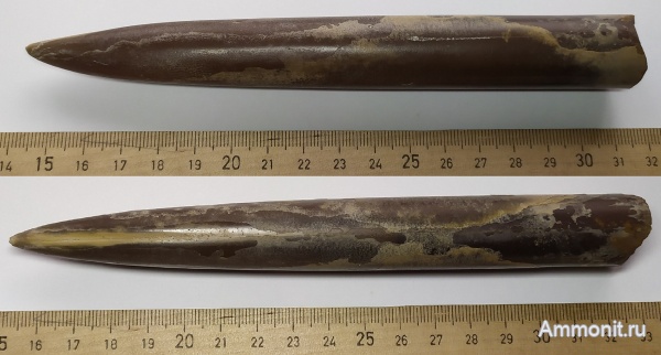 белемниты, юра, Пески, Cylindroteuthis