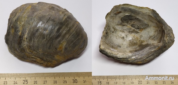 юра, Михайлов, двустворчатые моллюски, келловей, Gryphaea