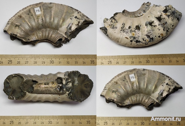 юра, Михайлов, Binatisphinctes, келловей