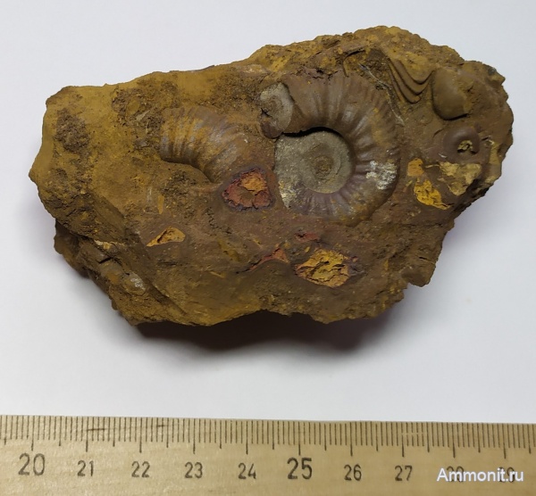 аммониты, юра, Михайлов