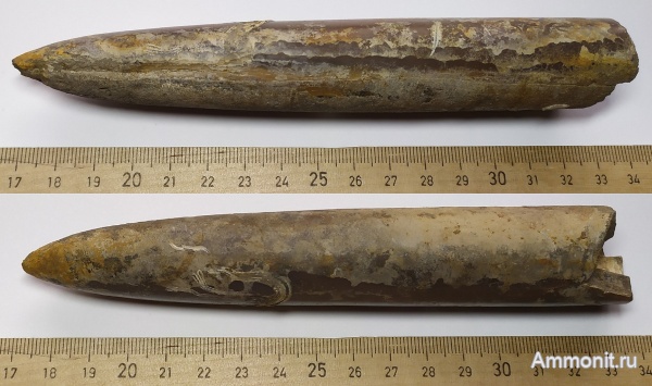 белемниты, юра, Cylindroteuthis, Serpula, келловей, Спартак