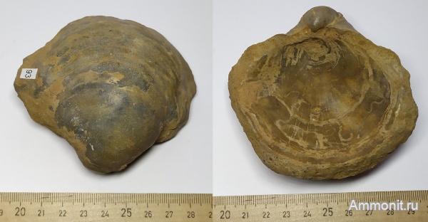 юра, двустворчатые моллюски, келловей, Gryphaea