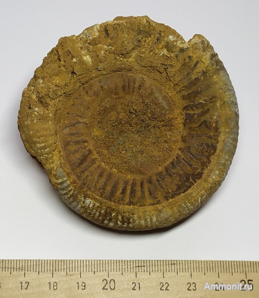 аммониты, юра, келловей, Никитино, Anaplanulites