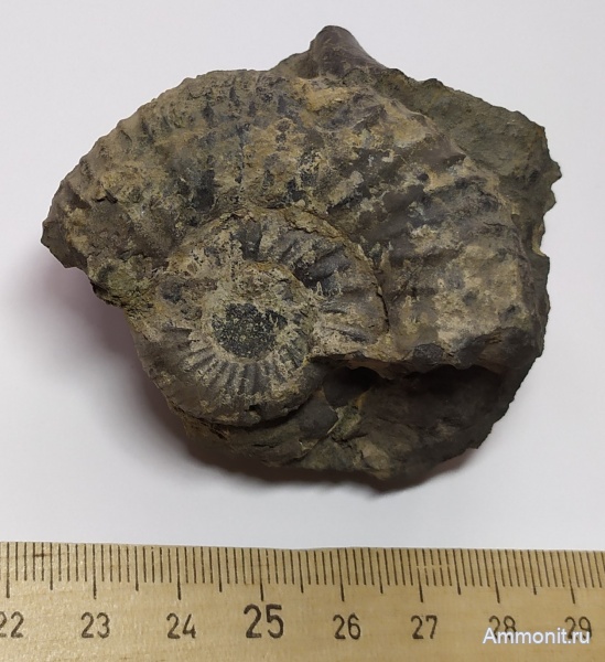 аммониты, юра, р. Шмелевка, Dorsoplanites, волжский ярус