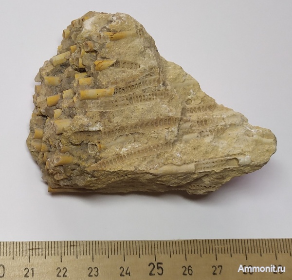 карбон, кораллы, Пятовский карьер