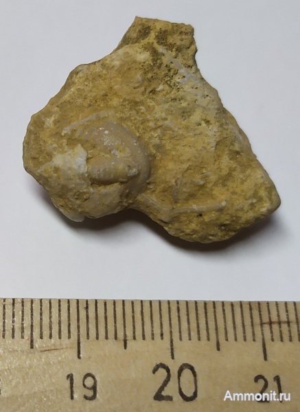 трилобиты, карбон, Гжель, гжельский ярус, Griffithides, Trilobita, Proetidae