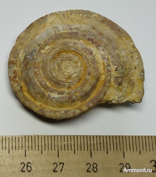 гастроподы, карбон, Гжель, гжельский ярус, Omphalotrochus