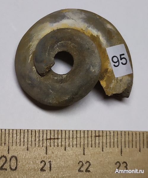 юра, Bathrotomaria, келловей, брюхоногие моллюски, Никитино