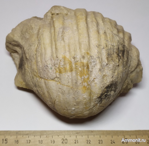 брахиоподы, карбон, Михайлов, Gigantoproductus