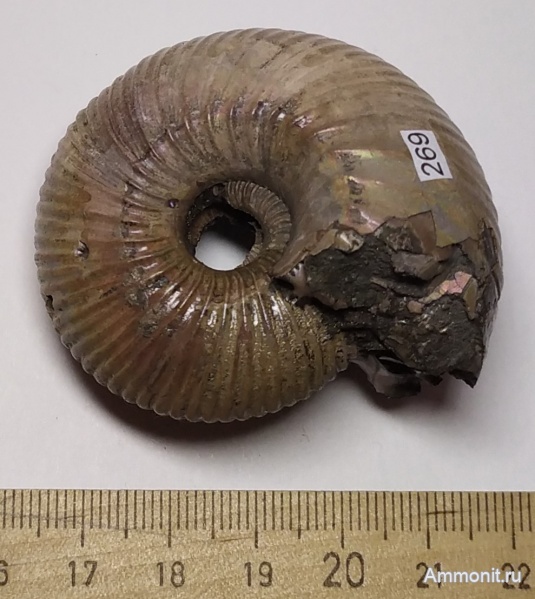 аммониты, юра, Cadoceras, Переборы