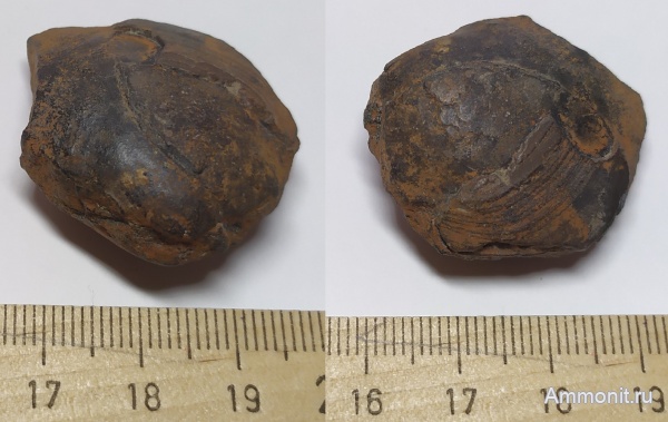 двустворчатые моллюски, Loripes