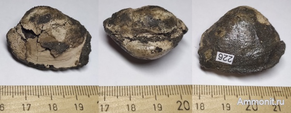 юра, волжский ярус, двустворчатые моллюски, Лопатино