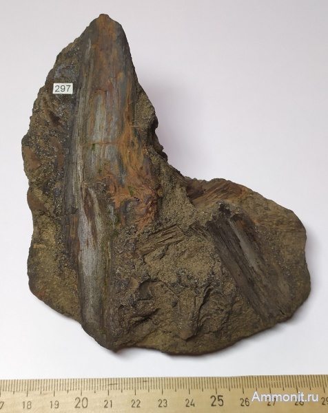 юра, окаменевшее дерево, Тихвинское