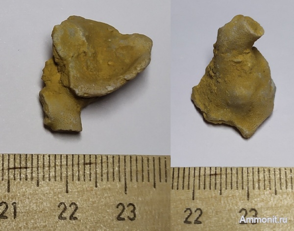 карбон, мшанки, Гжель, гжельский ярус, Rhombotrypella