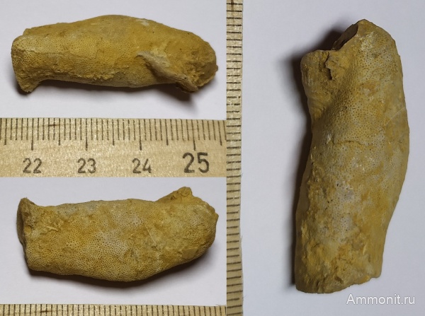 карбон, мшанки, Гжель, гжельский ярус, Tabulipora