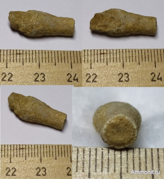 карбон, мшанки, Гжель, гжельский ярус, Rhombotrypella