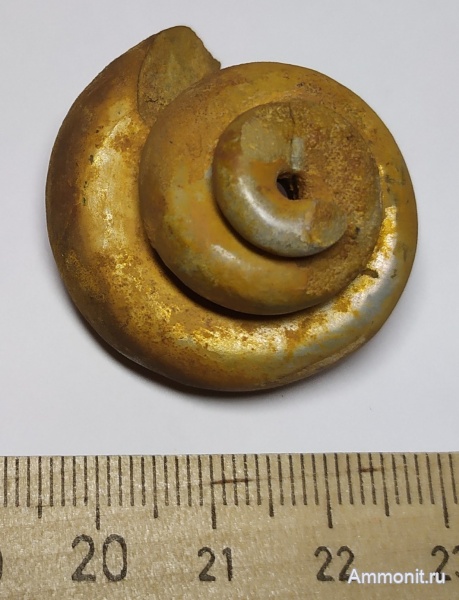 гастроподы, юра, Липицы, Кимериджский ярус