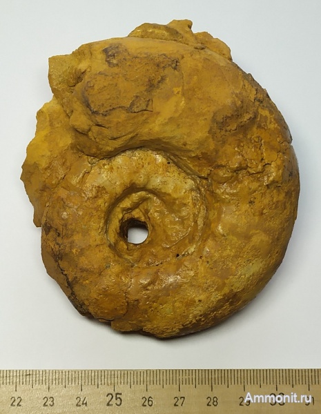 аммониты, юра, Липицы, Aspidoceras, Кимериджский ярус