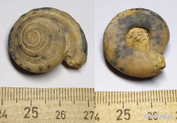 гастроподы, карбон, гжельский ярус, Omphalotrochus canaliculatus