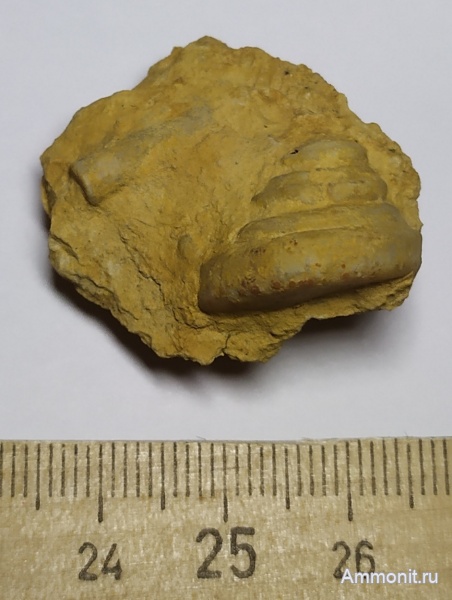 гастроподы, карбон, гжельский ярус, Omphalotrochus kalitvaensis