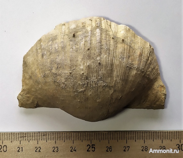 брахиоподы, карбон, Gigantoproductus, Шаньский карьер